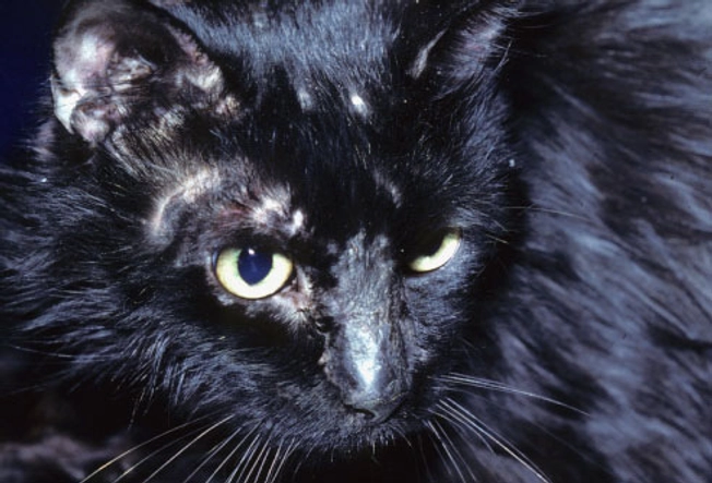 Kedilerde Deri hastalıkları: Saçkıran
