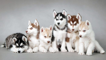 Husky Yavru