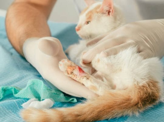 Kedi Patisi Hastalıkları