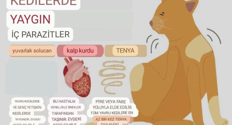 Kedilerde Kalp Kurdu