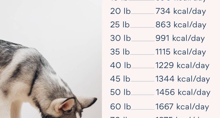 Yavru Köpek Beslenmesi