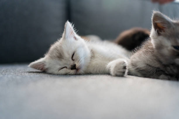 british-shorthair-600-tl british-shorthair-600-tl