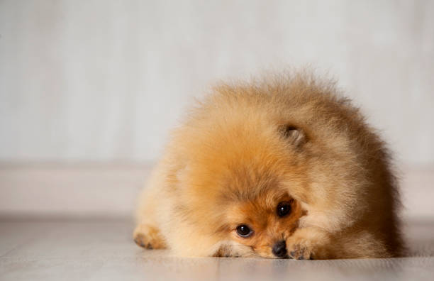 pomeranian spitz fiyat pomeranian spitz fiyat
