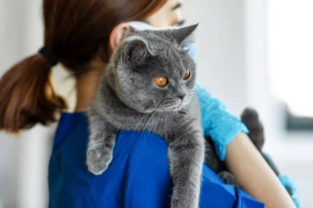 British Shorthair Bakımı