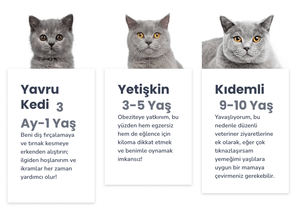 British Shorthair Bakımı
