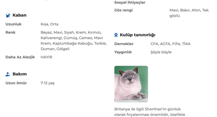 British Shorthair Özellikleri