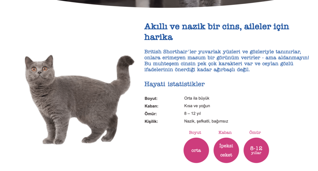 British Shorthair Özellikleri