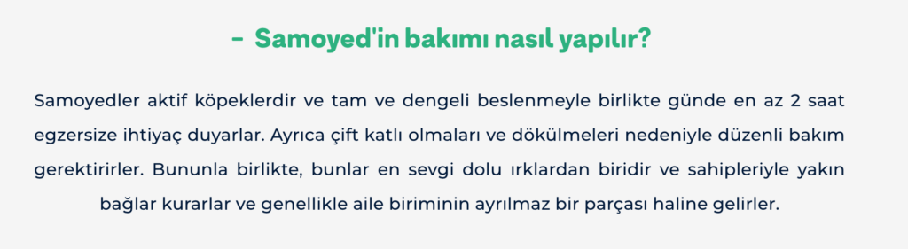 Samoyed Bakımı
