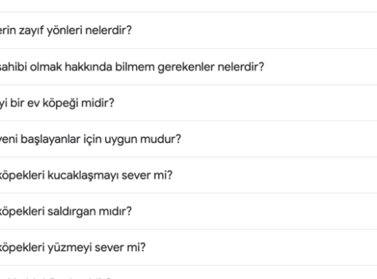 Samoyed Bakımı
