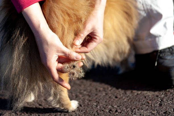 Kangal Köpeği Bakımı