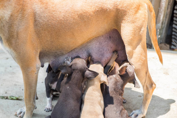 Kangal Köpeği Çiftleşme ve Kızgınlık