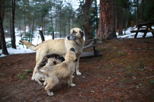 Kangal Köpeği Özellikleri ve Tüm Detaylar