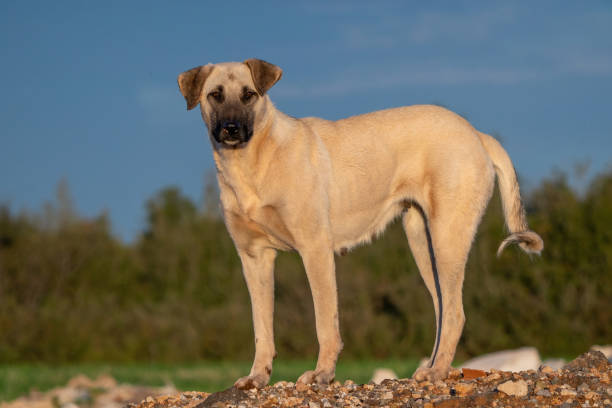 Kangal Köpeği Tarihçesi