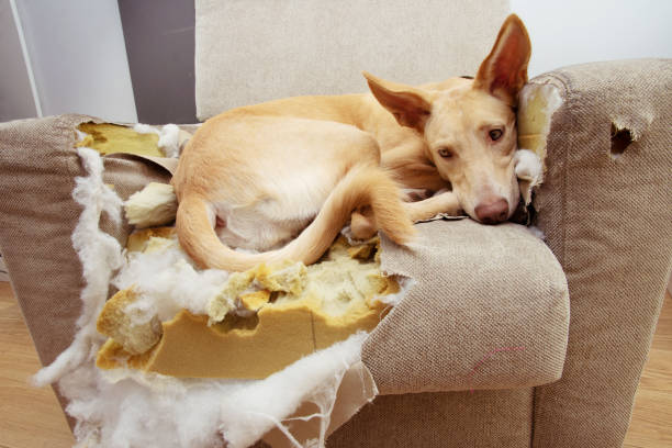 Köpeklerde Ayrılık Anksiyetesi