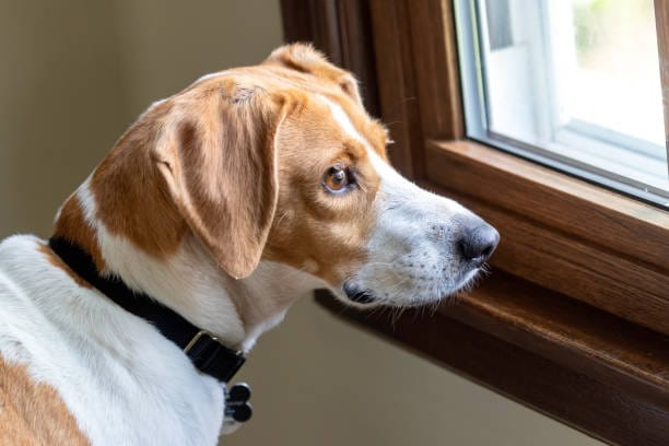 Köpeklerde Ayrılık Anksiyetesi