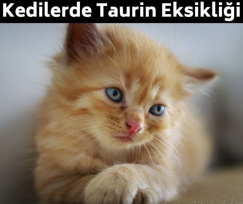 Kedilerde Taurin Eksikliği Belirtileri - kedilerde taurin eksikligi belirtileri