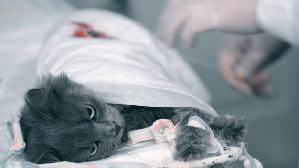 Kısırlaştırılmış Kedi Bakımı