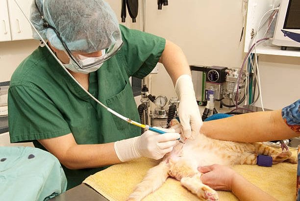 Kısırlaştırılmış Kedi Bakımı