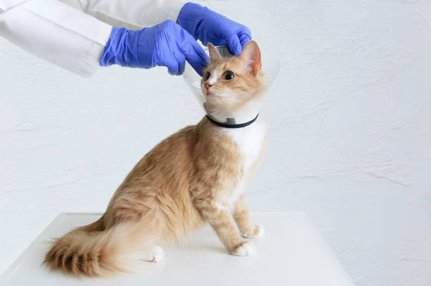 Kısırlaştırılmış Kedi Bakımı