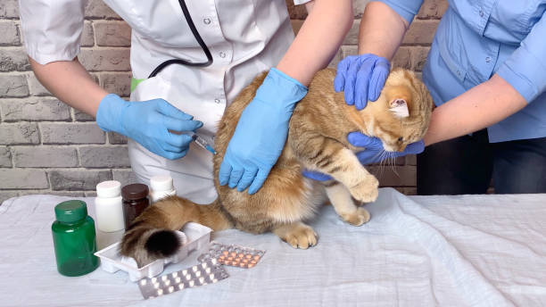 Kısırlaştırılmış Kedi Bakımı - kisirlastirilmis kedi bakimi ilac kullanimi