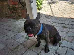 fransız buldog 1 yaşında erkek istanbul arnavutköyde