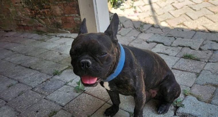 fransız buldog 1 yaşında erkek istanbul arnavutköyde