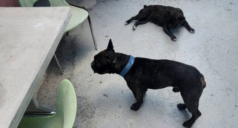 fransız buldog 1 yaşında erkek istanbul arnavutköyde