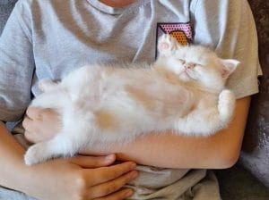 3.5 AYLIK DİŞİ İRAN KEDİSİ YAVRU