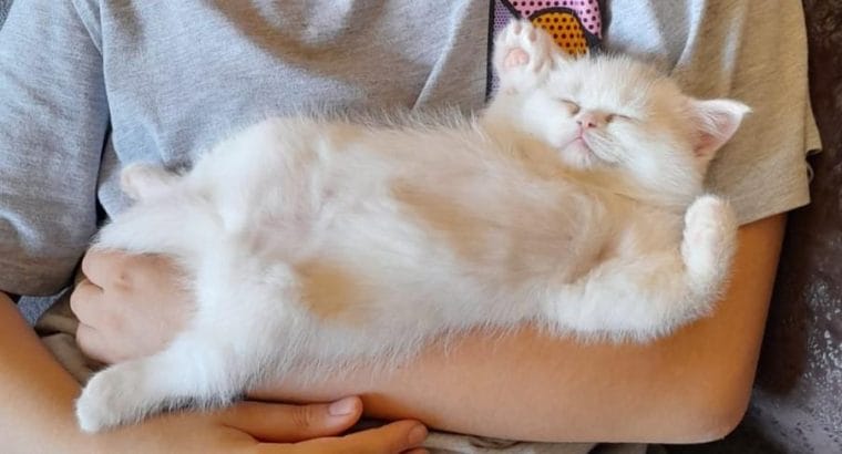 3.5 AYLIK DİŞİ İRAN KEDİSİ YAVRU