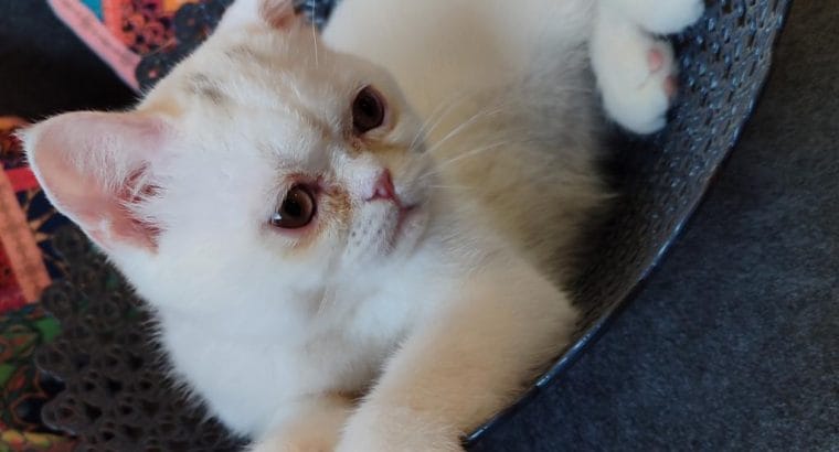 3.5 AYLIK DİŞİ İRAN KEDİSİ YAVRU