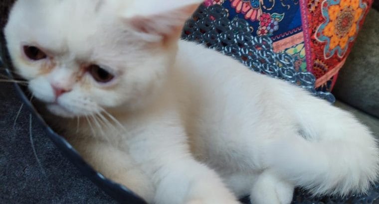 3.5 AYLIK DİŞİ İRAN KEDİSİ YAVRU