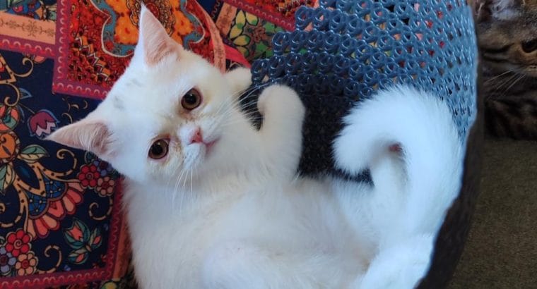 3.5 AYLIK DİŞİ İRAN KEDİSİ YAVRU