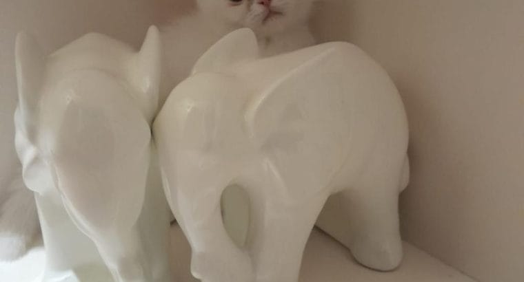 3.5 AYLIK DİŞİ İRAN KEDİSİ YAVRU