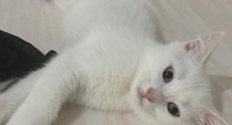 3 Aylık Erkek Ankara Kedisi