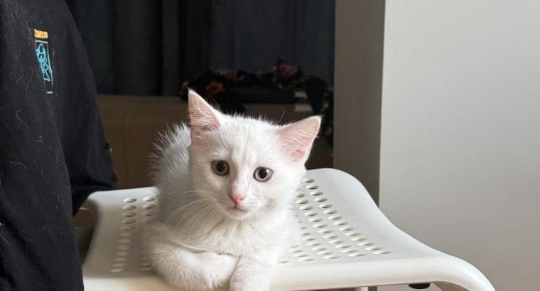 3 Aylık Erkek Ankara Kedisi