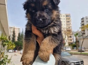 SAĞLIKLI ALMAN KURDU YAVRULAR
