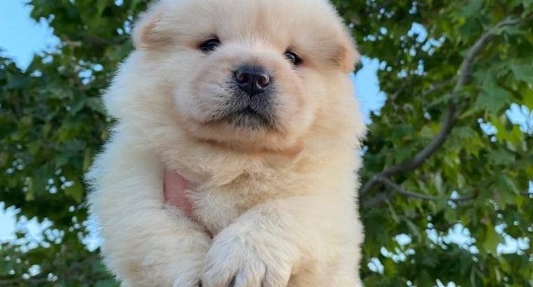AYI SURATLI CHOW CHOW YAVRULARIM