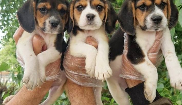 İzci bebekler dişi ve erkek beagle yavrularımız