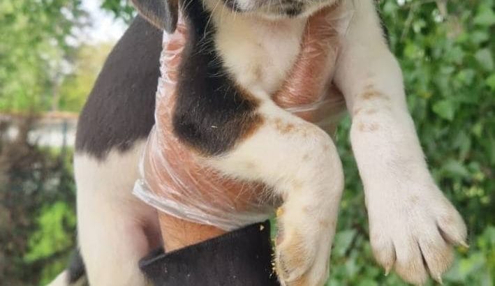 İzci bebekler dişi ve erkek beagle yavrularımız
