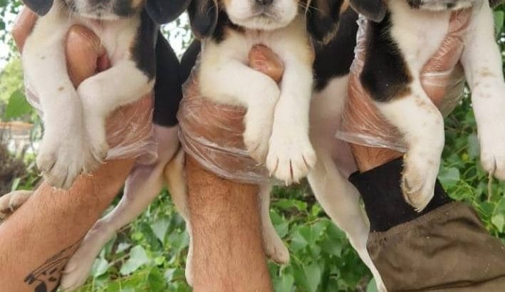 İzci bebekler dişi ve erkek beagle yavrularımız