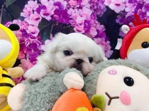 PEKİNEZ PEKINEZ PEKİNEZ TEACUP