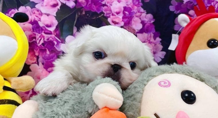 PEKİNEZ PEKINEZ PEKİNEZ TEACUP