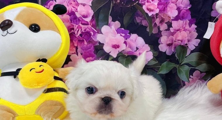 PEKİNEZ PEKINEZ PEKİNEZ TEACUP
