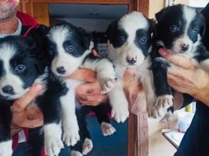 zeki dostlarınız border collie bebeklerimi