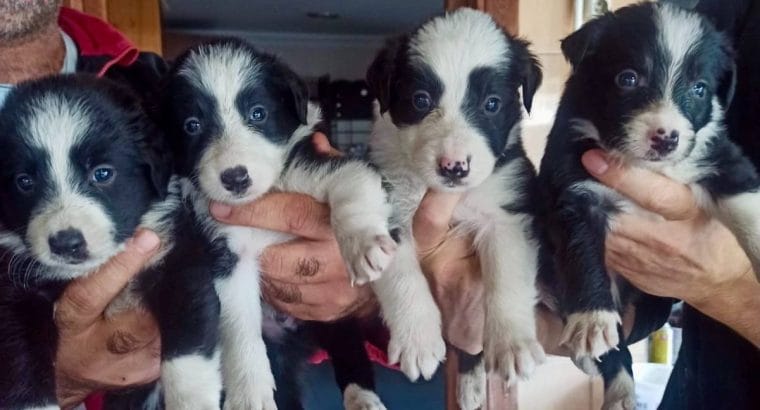 zeki dostlarınız border collie bebeklerimi