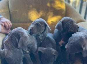 Süper cane Corso yavrular