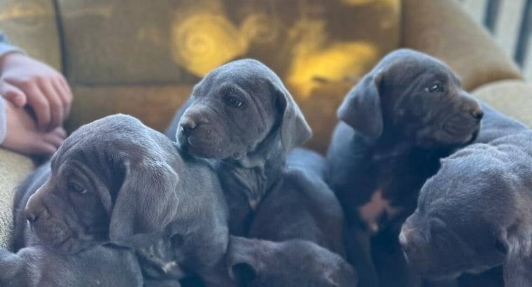 Süper cane Corso yavrular