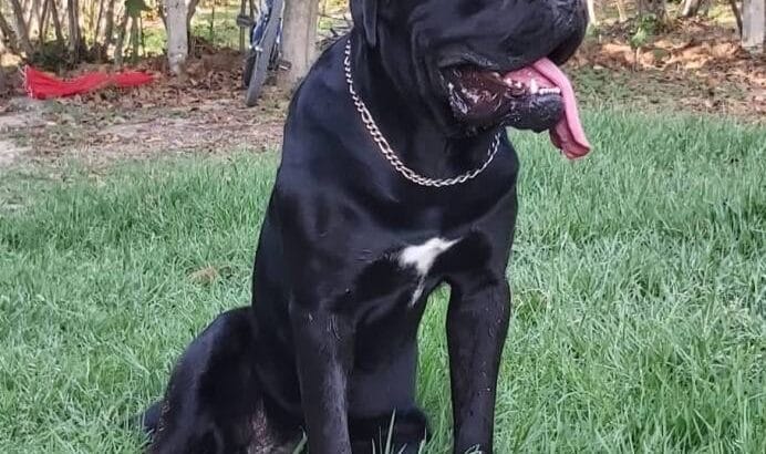 Süper cane Corso yavrular