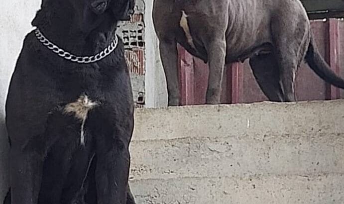Süper cane Corso yavrular