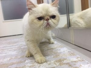 Dişi Exotic Shorthair kedimiz Mia’yı Sahiplendiriyoruz